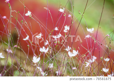 Kokia in Matsudayama Herb Garden 78581875