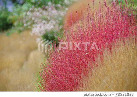 Kokia in Matsudayama Herb Garden 78581885