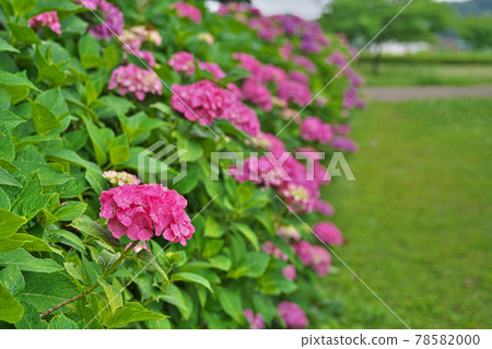 紅色繡球花 78582000
