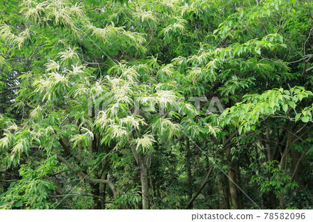 Chestnut flowers 78582096
