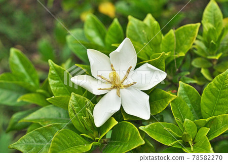 白色梔子花 78582270