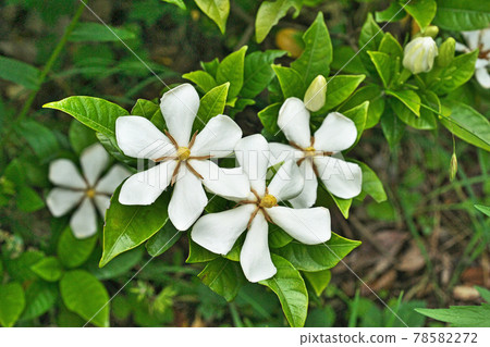 White gardenia flower 78582272