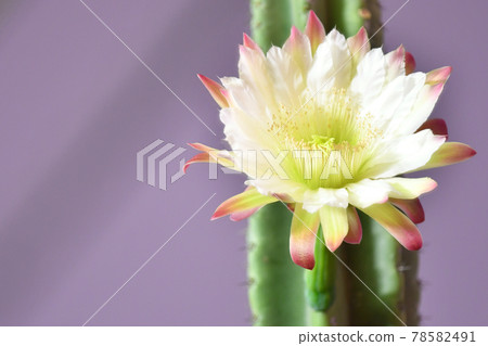 Cactus flower 78582491