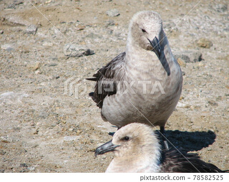 South polar skuas 78582525