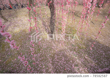 Plum taken at Seongnam-gu Shrine in Fushimi-ku, Kyoto-shi 78582587