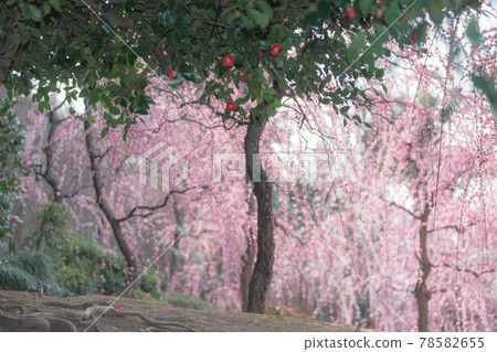 Plum taken at Seongnam-gu Shrine in Fushimi-ku, Kyoto-shi 78582655