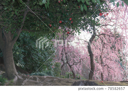 Plum taken at Seongnam-gu Shrine in Fushimi-ku, Kyoto-shi 78582657