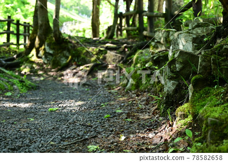 Summer landscape 78582658