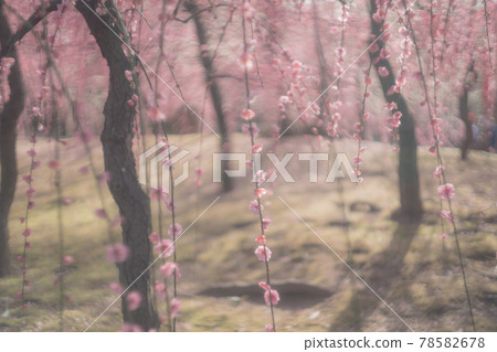 梅花在京都市伏見區的城南區神社拍攝 梅花在京都市伏見區的城南區神社拍攝 78582678