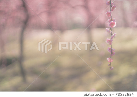 Plum taken at Seongnam-gu Shrine in Fushimi-ku, Kyoto-shi Plum taken at Seongnam-gu Shrine in Fushimi-ku, Kyoto-shi 78582684