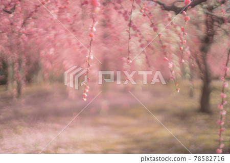 Plum taken at Seongnam-gu Shrine in Fushimi-ku, Kyoto-shi Plum taken at Seongnam-gu Shrine in Fushimi-ku, Kyoto-shi 78582716