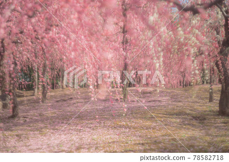 Plum taken at Seongnam-gu Shrine in Fushimi-ku, Kyoto-shi 78582718
