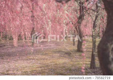 Plum taken at Seongnam-gu Shrine in Fushimi-ku, Kyoto-shi 78582719