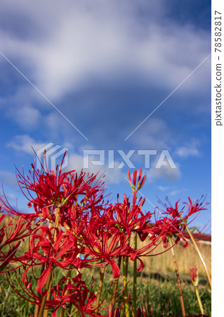 秋花：映襯藍天的簇簇孤挺花和米架 78582817