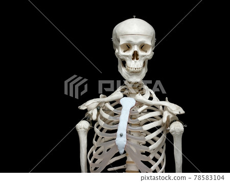 Skeleton 78583104