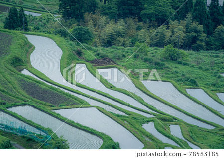 Take a picture of the terraced rice fields in the fields of Takashima City, Shiga Prefecture Take a picture of the terraced rice fields in the fields of Takashima City, Shiga Prefecture 78583185