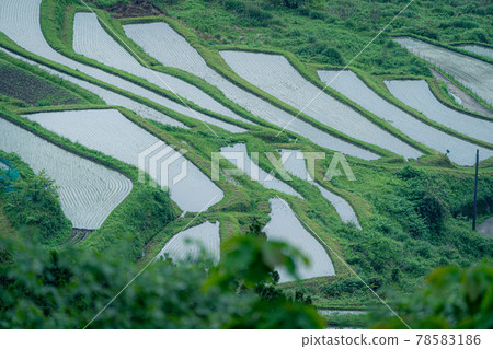 Take a picture of the terraced rice fields in the fields of Takashima City, Shiga Prefecture Take a picture of the terraced rice fields in the fields of Takashima City, Shiga Prefecture 78583186