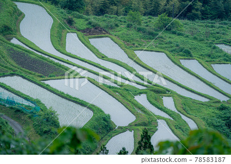 Take a picture of the terraced rice fields in the fields of Takashima City, Shiga Prefecture 78583187