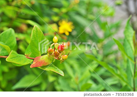 Buds and fruits of Hippelicum 78583368