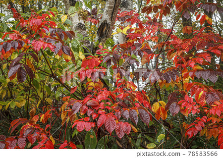 The lacquer tree Hazenoki, which turned red in the birch forest on the plateau, became brighter red when it got wet in the rain. The lacquer tree Hazenoki, which turned red in the birch forest on the plateau, became brighter red when it got wet in the rain. 78583566