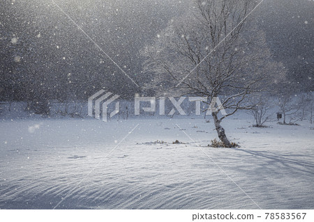 The morning sun shines into the birch standing in the meadows of the plateau where it continues to snow The morning sun shines into the birch standing in the meadows of the plateau where it continues to snow 78583567