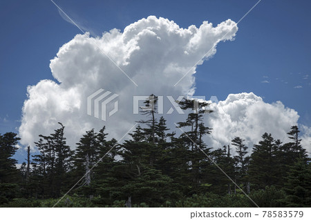 仲夏時節,針葉林遍布的澀谷上空開始升起讓人聯想到巨大大象的積雨雲。 仲夏時節,針葉林遍布的澀谷上空開始升起讓人聯想到巨大大象的積雨雲。 78583579