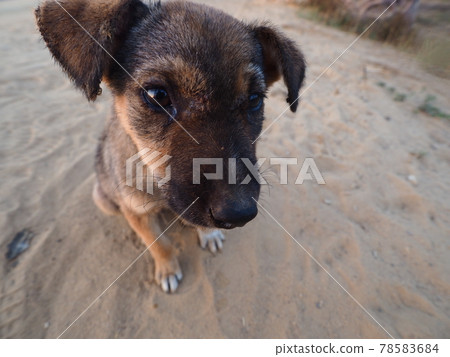 猴麵包樹公路在馬達加斯加 猴麵包樹公路在馬達加斯加 78583684