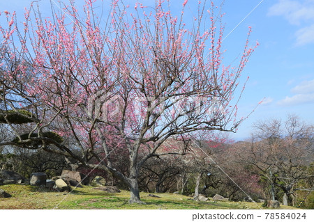 Ume Park在世界上 78584024