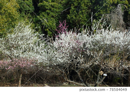 Ume Park在世界上 78584049