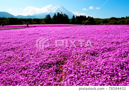 Moss phlox and Mt. Fuji dyed in pink all over 78584432