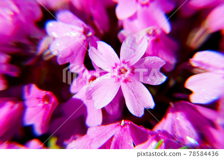Moss phlox that shines in pink 78584436