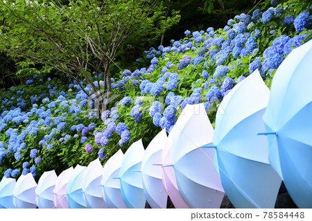 繡球花和傘 <Hatasan> 78584448