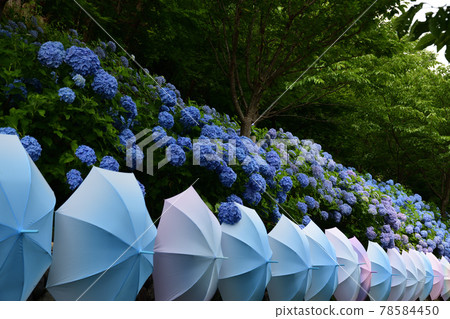 Hydrangea and Umbrella <Hatasan> Hydrangea and Umbrella <Hatasan> 78584450