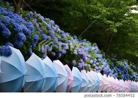 Hydrangea and Umbrella <Hatasan> 78584452