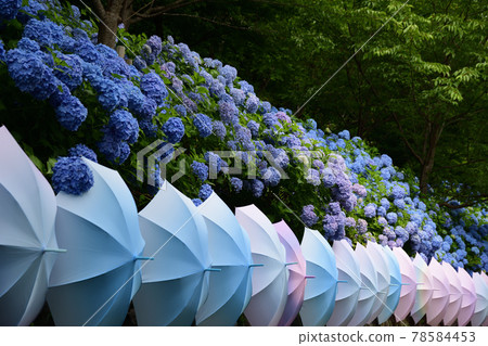 Hydrangea and Umbrella <Hatasan> 78584453