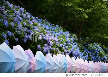 Hydrangea and Umbrella <Hatasan> Hydrangea and Umbrella <Hatasan> 78584456