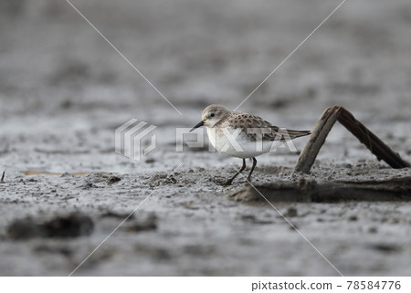 Little stint looking for food by the water Little stint looking for food by the water 78584776