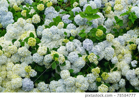 Hydrangea 526 78584777