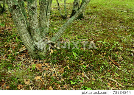 Kushiro Marshland, Hokkaido 78584844