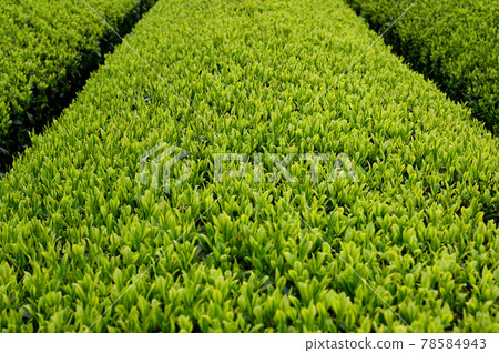 芽茶種植園 芽茶種植園 78584943