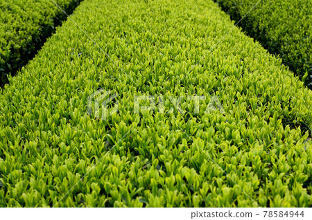 芽茶種植園 芽茶種植園 78584944