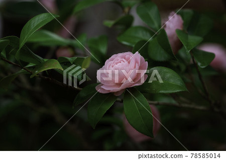 Maiden camellia wet in the rain 78585014