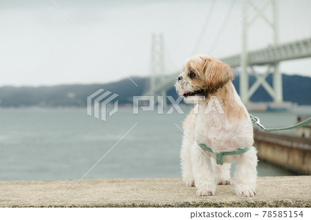 Shih tzu Shih tzu 78585154