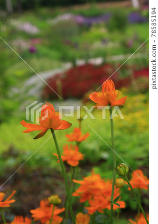 北海道花園高速公路大雪森之花園 78585194