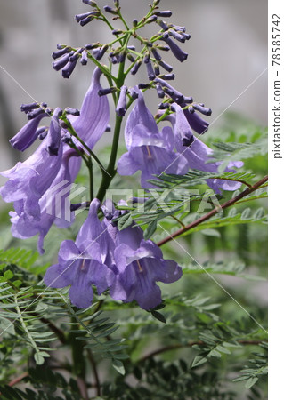 藍花楹 78585742