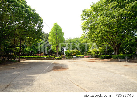 Fresh greenery in Kita-Narashino Neighborhood Park, Funabashi City, Chiba Prefecture 78585746