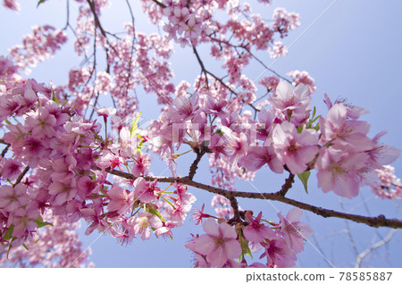 櫻花在藍天下盛開。櫻花的名字是河津櫻（河津櫻花）。 .. 78585887
