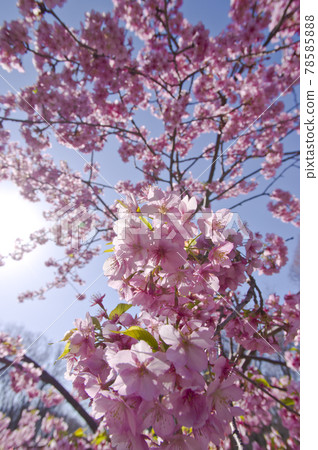 櫻花在藍天下盛開。櫻花的名字是河津櫻（河津櫻花）。 .. 78585888