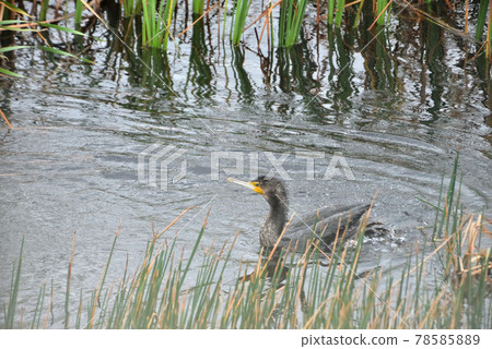 池間島/沼澤河鸕鶿 池間島/沼澤河鸕鶿 78585889