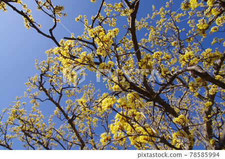 The Cornus officinalis (Sansuyu) is blooming yellow flowers. The Cornus officinalis (Sansuyu) is blooming yellow flowers. 78585994